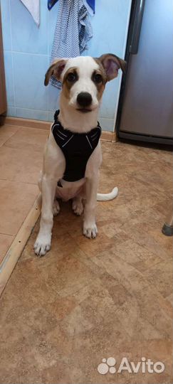 Шлейка /собаки,ощейник для крупной собаки, рулетка