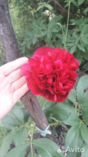 Пионы травянистые корневища