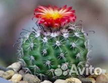 Кактус опунция