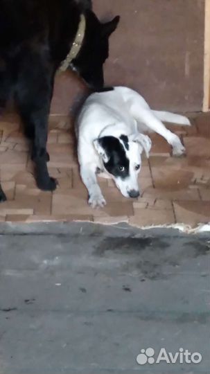 Собака в добрые руки