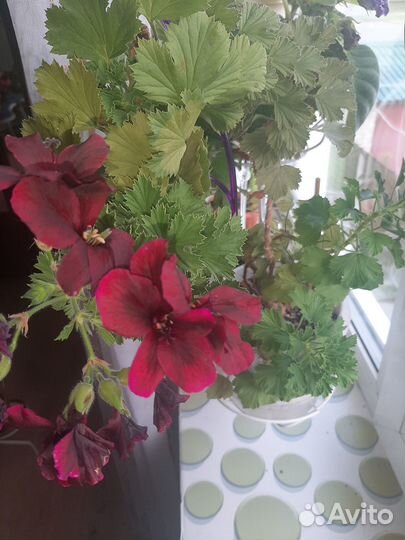 Комнатные цветы