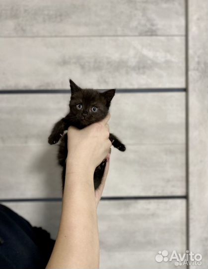 Сиамские-британские котята