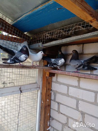 Голуби цариценские