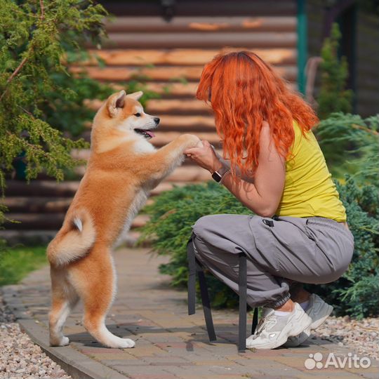 Очень красивая девочка Акита-ину
