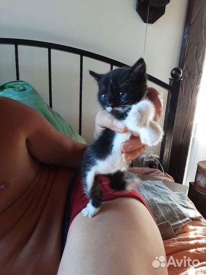 Котята в добрые руки даром