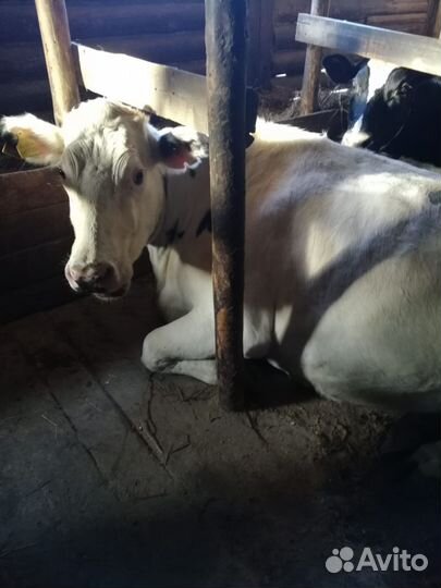Коровы молочные