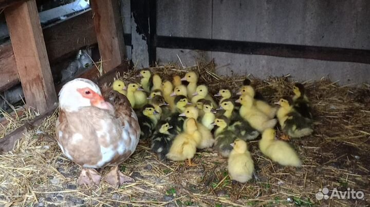 Мускусные утята