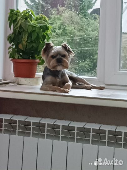 Йокширский терьер вязка