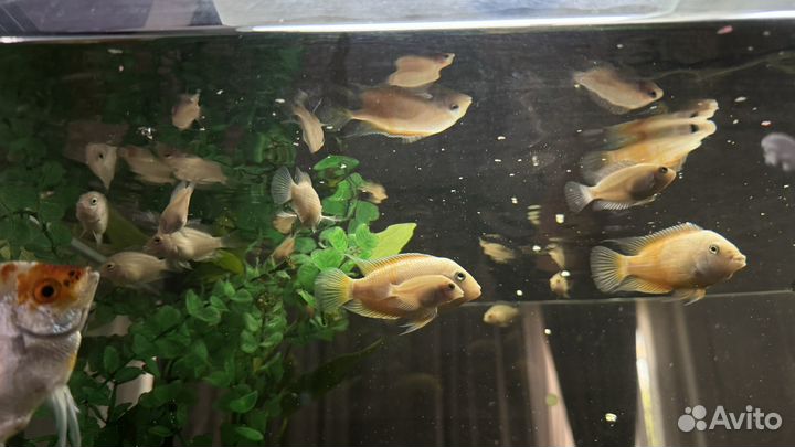 Аквариумные рыбки