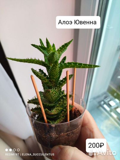 Суккуленты. Сортовые Алоэ