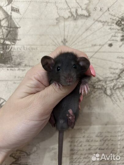 Крысята Дамбо много окрасов