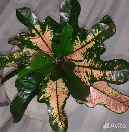 Кротон Вилма