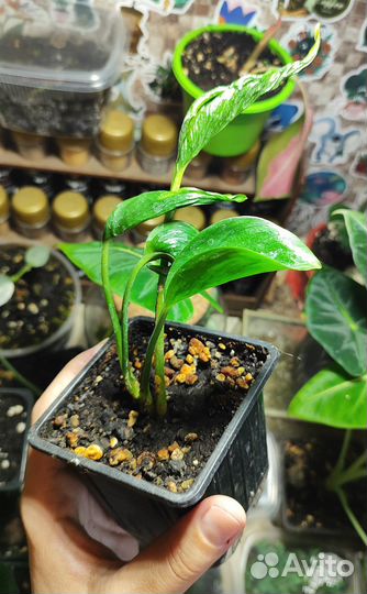 Эпипремнум Годзилла