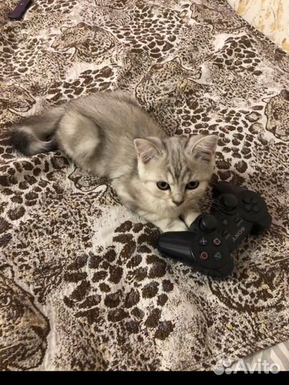 Британский котенок