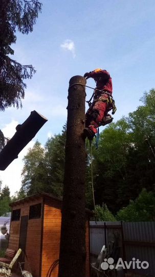 Спил деревьев