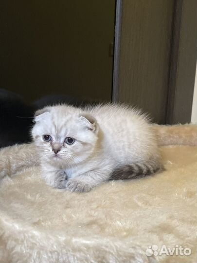 Скоттиш фолд Шотландские котята