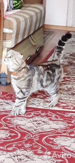 Британская вислоухая кошка