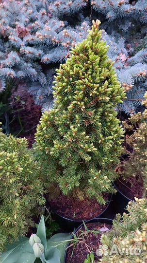 Ель коника, ель дейзи уайт