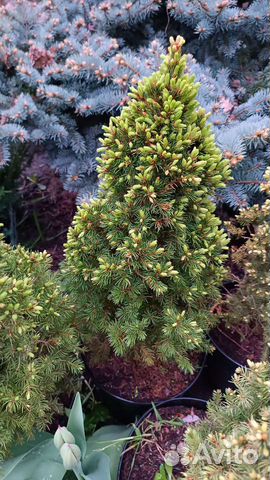 Ель коника, ель дейзи уайт