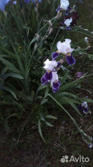 Черемша,лимонник,цветы