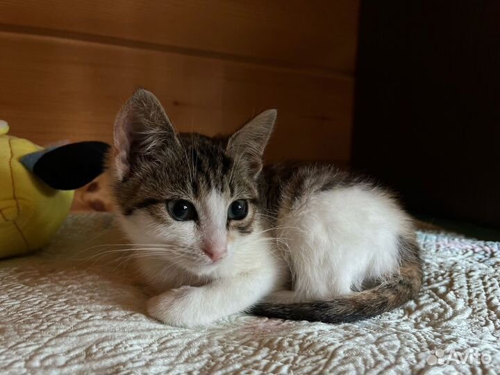 Трехцветный котенок