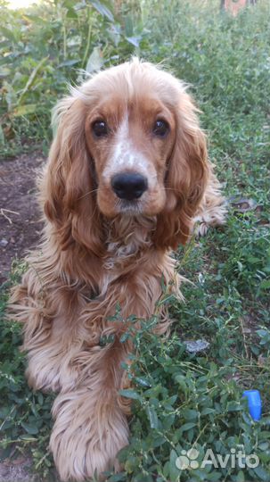 Щенки английского кокер спаниеля