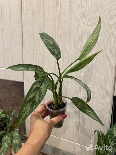 Аглаонема трейба