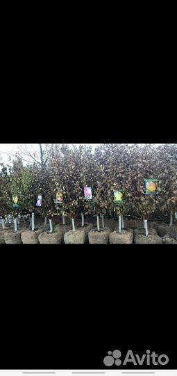 Плодовые крупномеры, Подмосковный Питомник Дворик