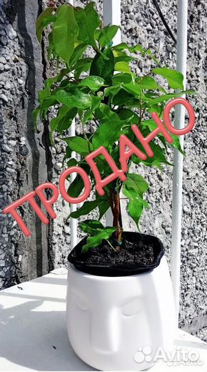 Фикус бенджамина Голден кинг