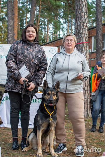 Кинолог - инструктор, дрессировка собак,передержка