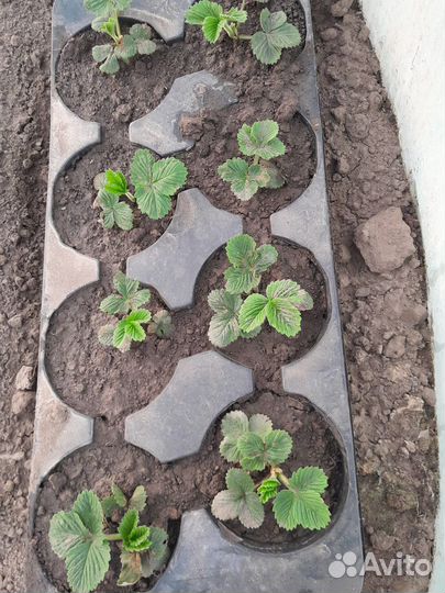 Рассада клубники