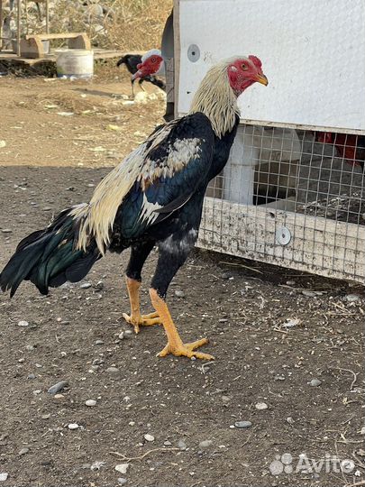 Бойцовский петух