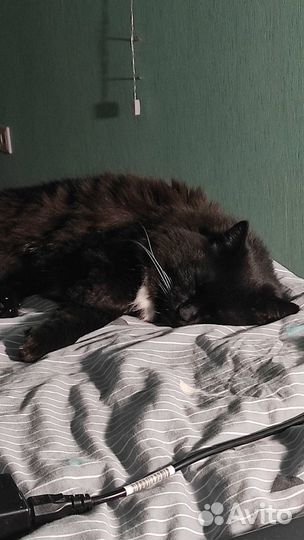 Передержка животных, зооняня