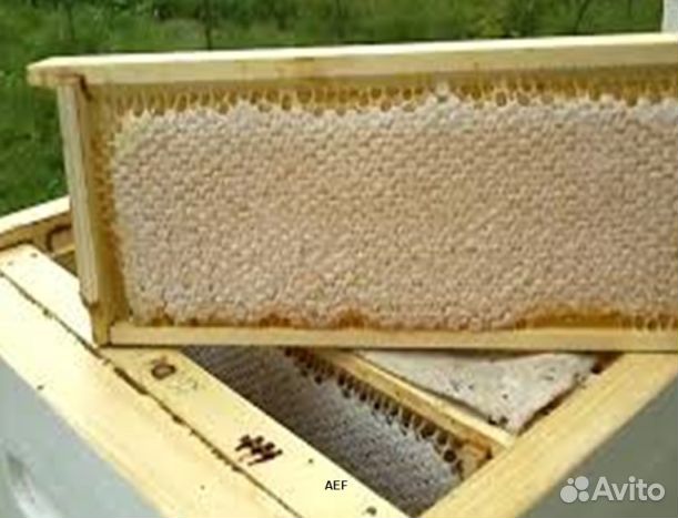 Мёд 24 года из Алтая опт