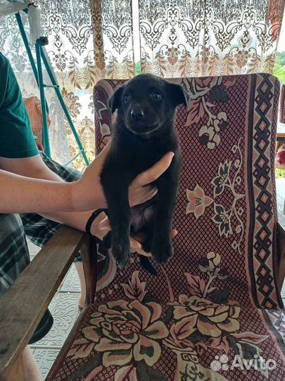 Собака в добрые руки щенок