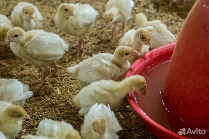 Калуга: Бройлеры, Гуси, Утки, Индюки, Цесарки