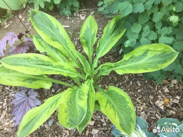 Хосты редкие