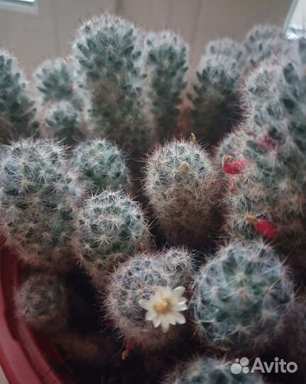 Кактус Мамиллярия