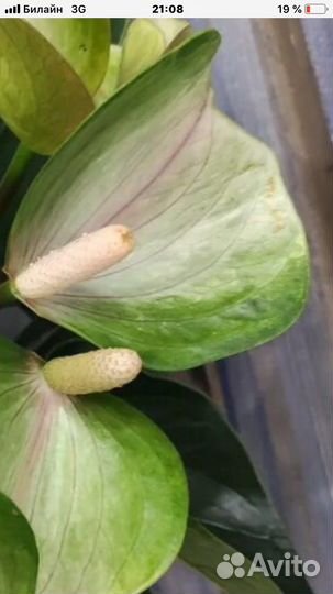 Антуриумы разные (6 сортов)