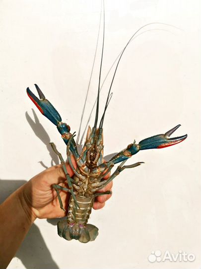 Аккр (маточное)