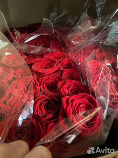 Розы Эквадор