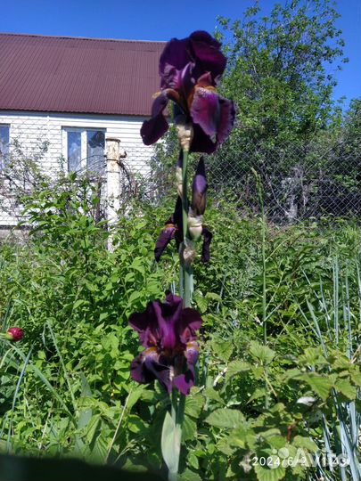 Ирисы сортовые с луковицами