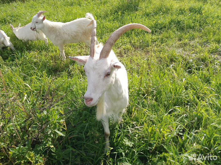 Коза русская и есть метис с альпийской дойные