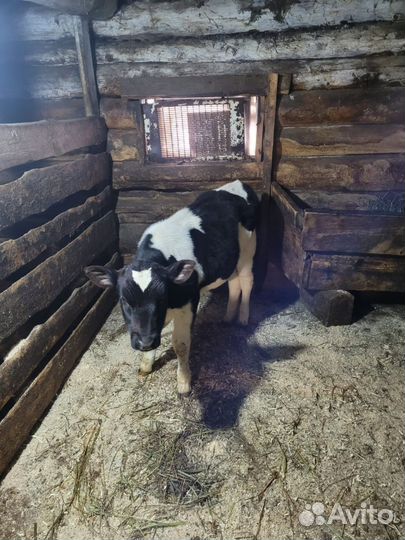 Две тёлочки на откорм