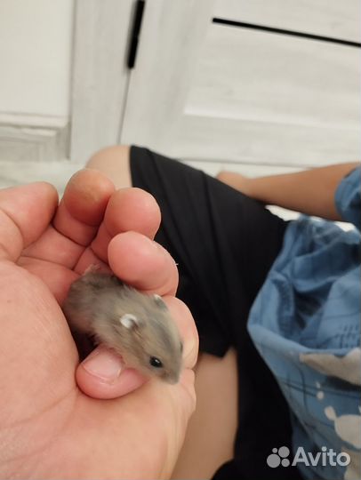 Джунгарский хомяк