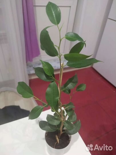 Фикус бенджамина