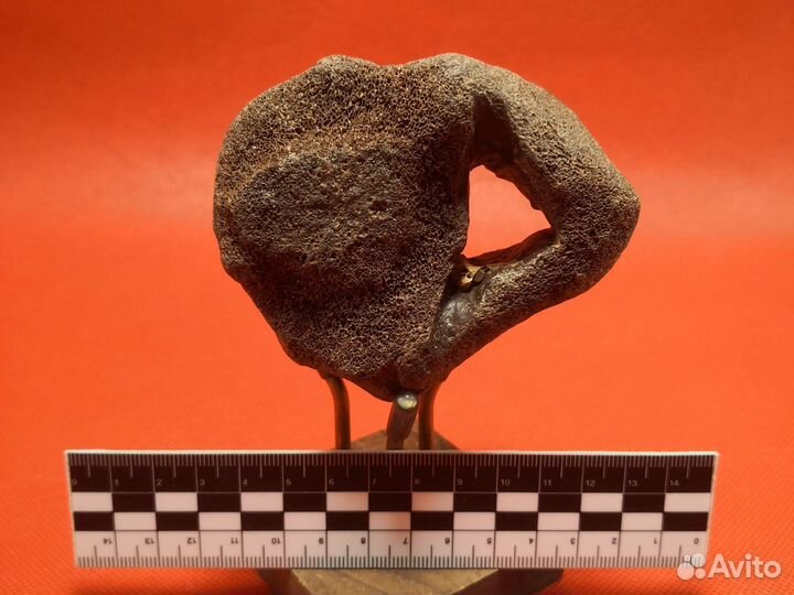 Окатанный позвонок ископаемого кита цетотерия