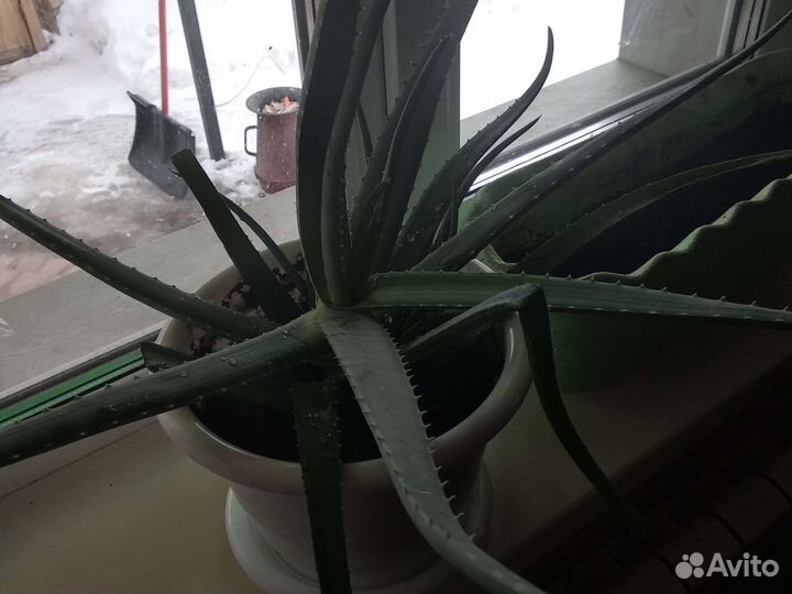 Алоэ вера большой