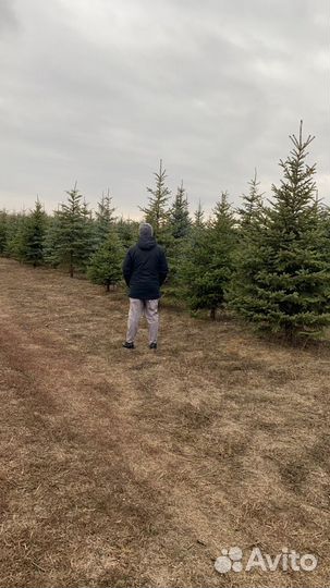 Туя ель(сморагд,колумна,голубая,серебристая)камни