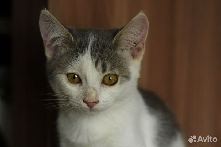 В добрые руки Тоня, очень ласковая и контактная